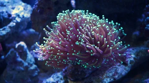 Torch Coral Stock Footage 119038889