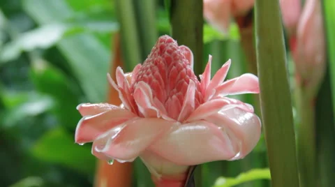 The torch ginger flower 스톡 동영상 41900328