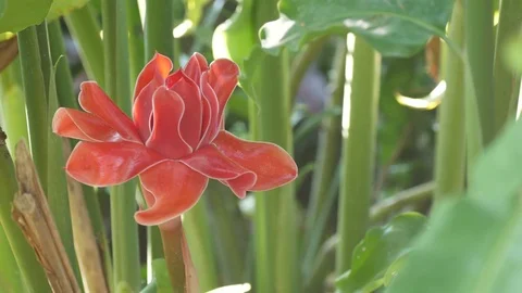 Torch Ginger flower in the garden Stock Footage 83553412