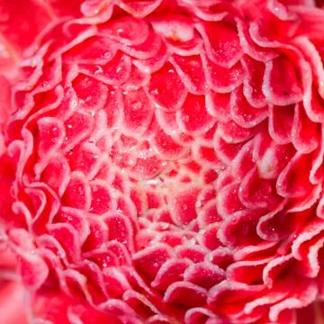 Torch ginger flower Stock Photos