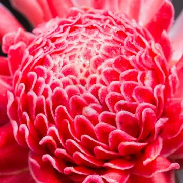 Torch ginger flower Stock Photos
