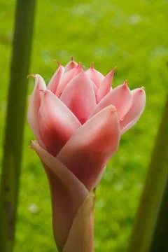Torch ginger flower Foto stock