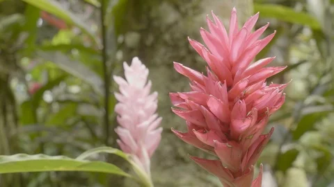 Torch Ginger Stock Footage 123367598