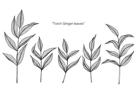 Torch ginger leaf drawing illustration.  Stock Illustration