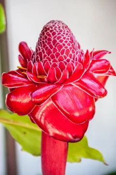 Torch ginger Stock Photos