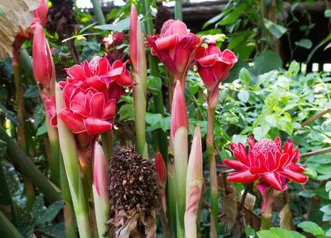 Torch ginger Stock Photos