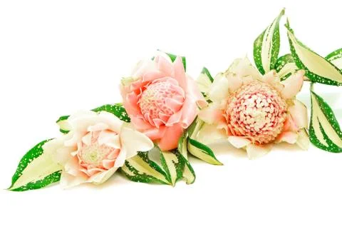 Torch ginger Stock Photos