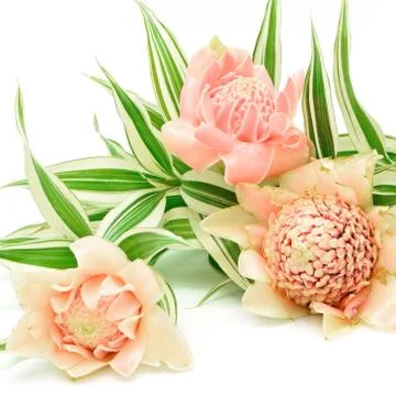 Torch ginger Stock Photos