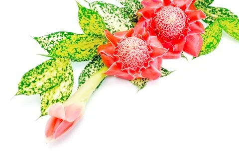 Torch ginger Stock Photos