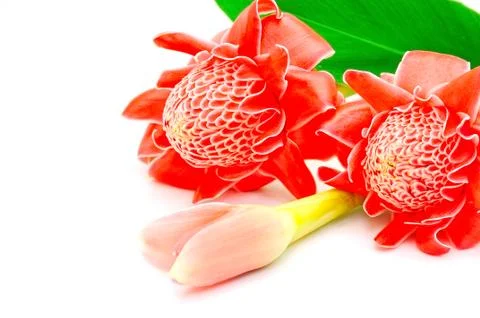 Torch ginger Stock Photos