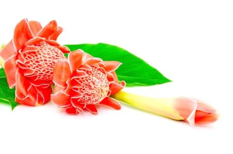 Torch ginger Stock Photos