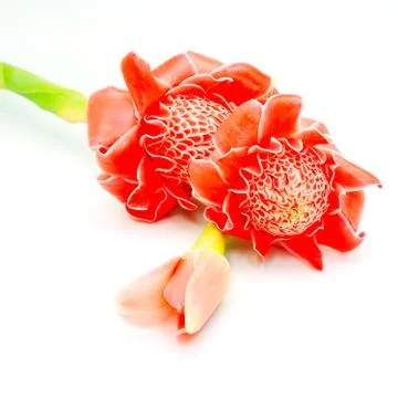 Torch ginger Stock Photos