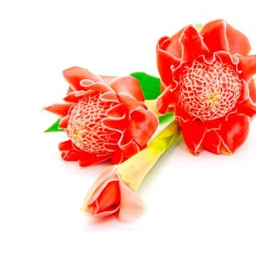 Torch ginger Stock Photos