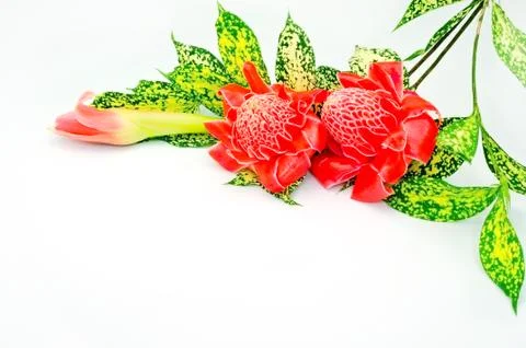 Torch ginger Stock Photos