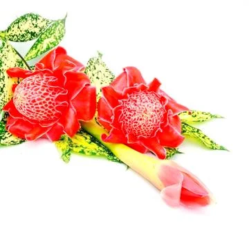 Torch ginger Stock Photos