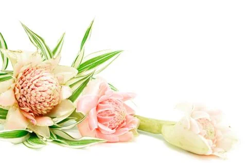 Torch ginger Stock-Fotos