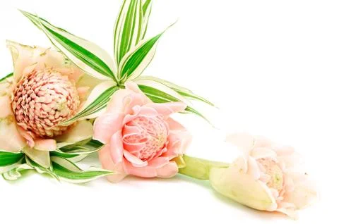 Torch ginger Stock Photos