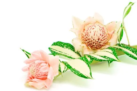 Torch ginger Stock Photos