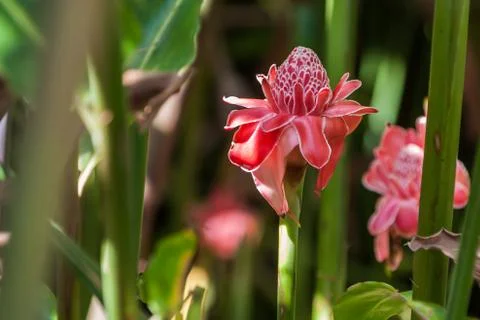 Torch ginger Stock Photos