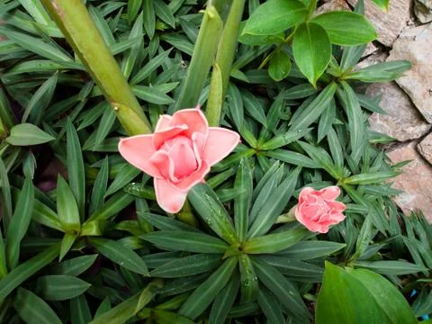 Torch ginger Stock Photos