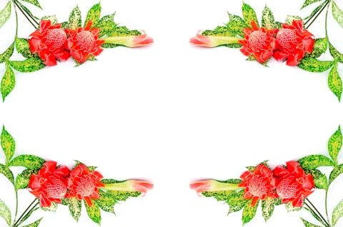 Torch ginger Stock Photos