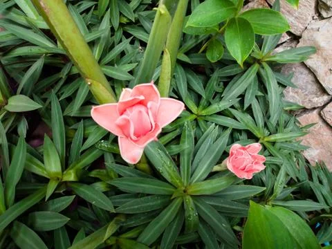 Torch Ginger Stock Photos