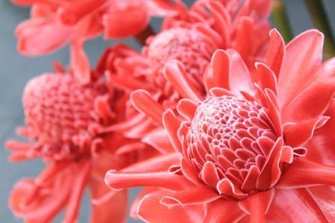 Torch ginger Stock Photos