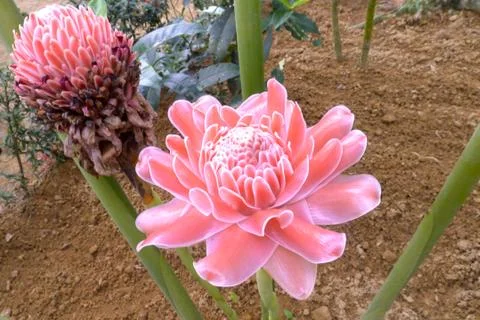 Torch ginger Stock Photos