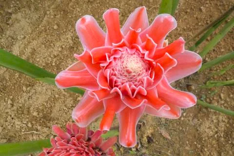 Torch ginger Stock Photos