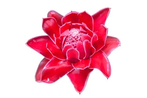 Torch ginger plant 写真素材