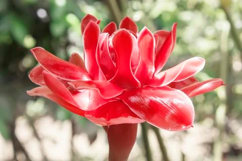 Torch ginger plant 스톡 사진