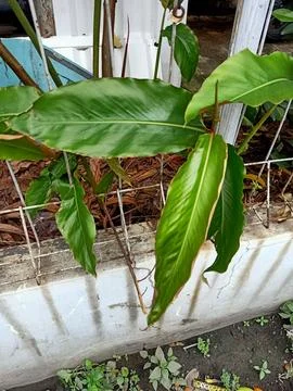 Torch Ginger Plant Stock Photos