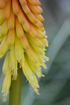 Torch lily Elegans Stock Photos
