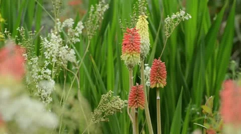Torch lily (Kniphofia) Stock Footage 14828947