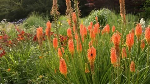 Torch lily (Kniphofia) Stock Footage 14919890