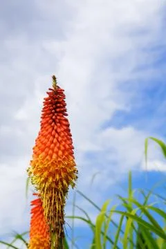 Torch lily sky Stock Photos
