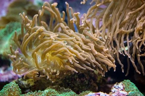 Torch Soft Coral Reef. Euphyllia malleus (anchor). Euphyllia, Hammer Coral, S Stock Photos