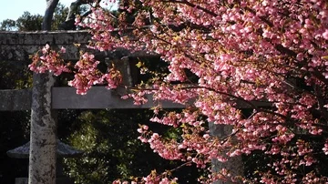 Tori Gate and Cherry Blossoms Swaying in the Breeze Stock Footage 85699136