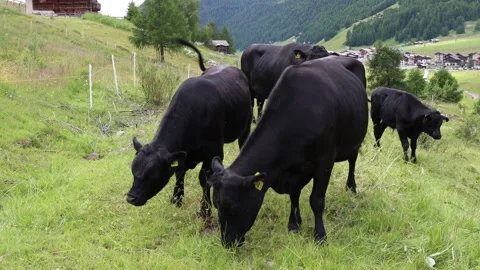 TORI UNO Vidéo 246407947