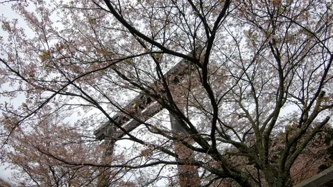 A Torii amidst cherry blossoms. Stock Footage 129065180