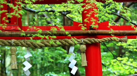 Torii on the background of green leaves. Stock Footage 49019796
