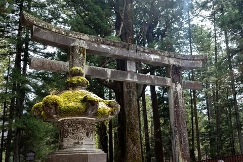 A torii gate in Nikko forest with trees in the background. Japan Stock Photos