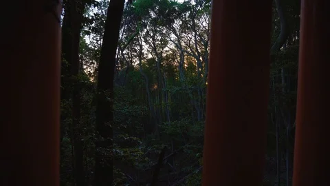 Torii gates at sunset with bamboo forest as a background Stock Footage 111922065