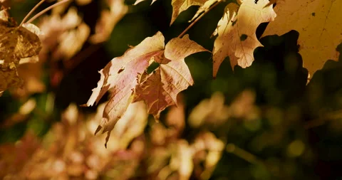 Torn Autumn Leaf Video stock 164984177