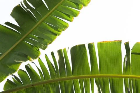 Torn banana green leaf on isolate in summer background Foto stock