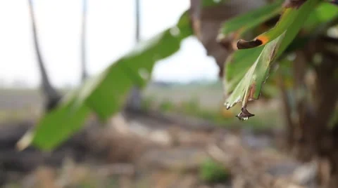 A torn banana leaf with drop of rain water, focus from front to back Stock Footage 61629431
