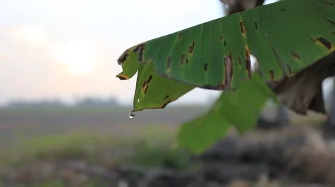 A torn banana leaf with drop of rain water Stock Footage 61629453