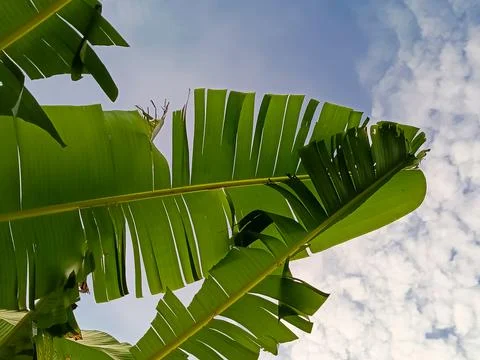 Torn Banana Leaves Stock Photos