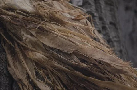 Torn bark. Small tatters of tree bark develop in the wind. The structure of t Stock Photos