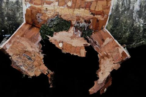 Torn off birch bark in an old tree Stock Photos